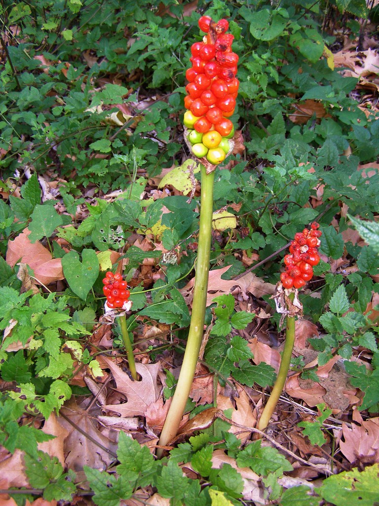 img00231.jpg