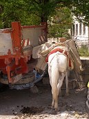 Berat - město červených střech,  14.7.2008 