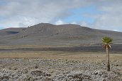 cesta ze Sanetti Camp na Tullu Deemtu (4377m) - , 16.12.2012 