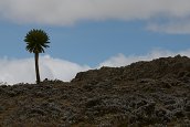 cesta ze Sanetti Camp na Tullu Deemtu (4377m) - , 16.12.2012 