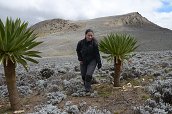 cesta ze Sanetti Camp na Tullu Deemtu (4377m) - , 16.12.2012 