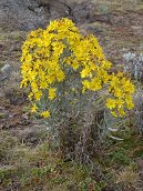 Sanetti Plateau - , 16.12.2012 