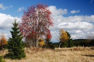 Podzim na Šumavě 26.10.2013