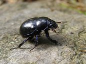 asi nějaký hovnivál (pro hnidopichy čeleď Geotrupidae /Chrobákovití/) víc nevim,  23.8.2012 